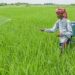 फसल बीमा करवाने की तारीख 14 अगस्त तक बढ़ी