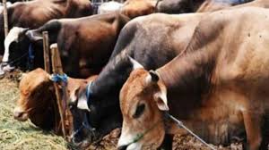 5.76 लाख गौवंश के लिए मिला सिर्फ 6.47 लाख चंदा